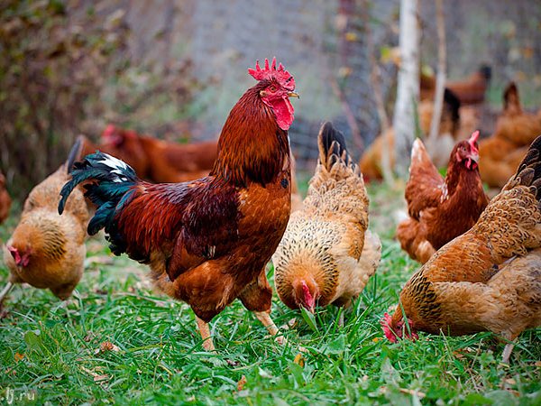 Породы куриц | ЗооТом - продажа, вязка и услуги для животных в Багратионовске