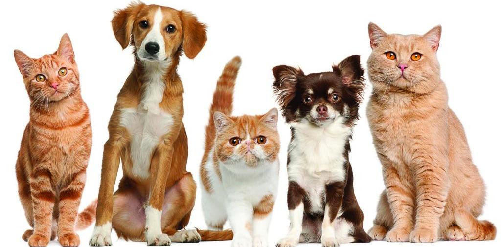 Доска объявлений о животных | ЗооТом - продажа, вязка и услуги для животных в Багратионовске