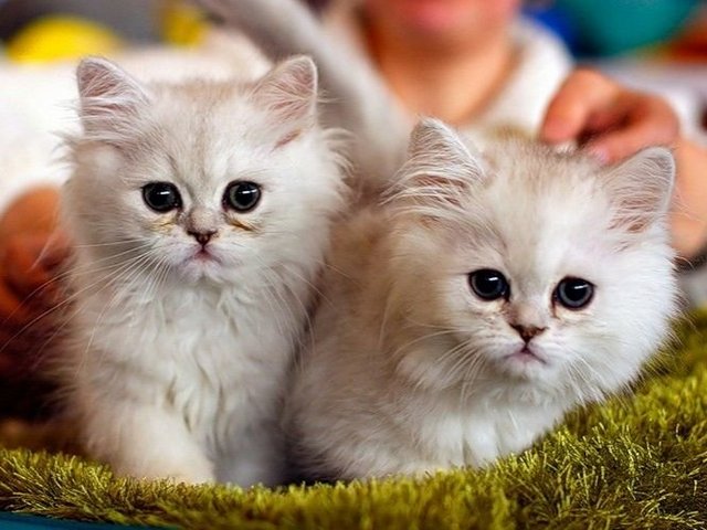 Породы кошек в Багратионовске | ЗооТом портал о животных