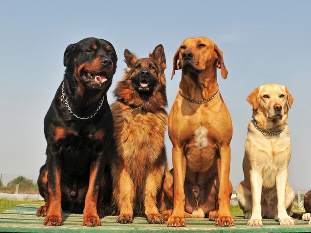 Крупные породы собак в Багратионовске | ЗооТом портал о животных