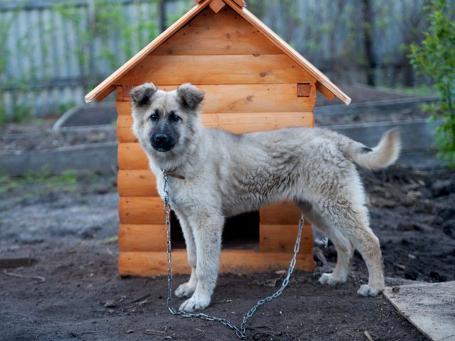 Все о собаках в Багратионовске Все о собаках в Багратионовске